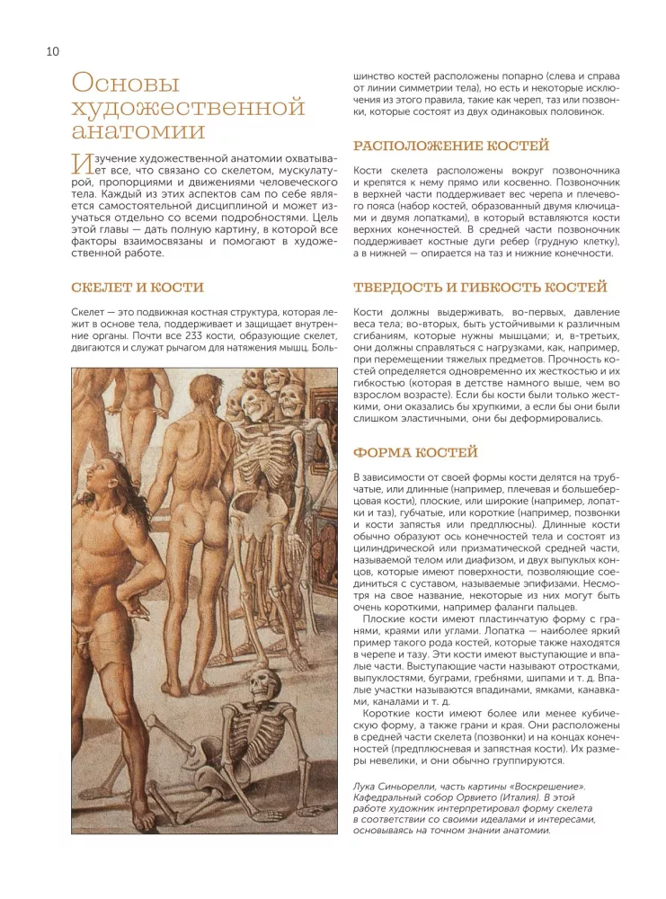 Anatomy for Artists — photo 12