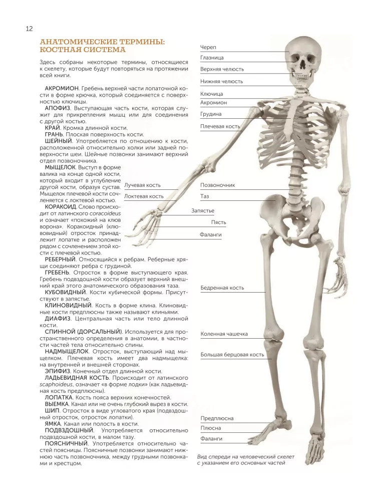Anatomy for Artists — photo 14