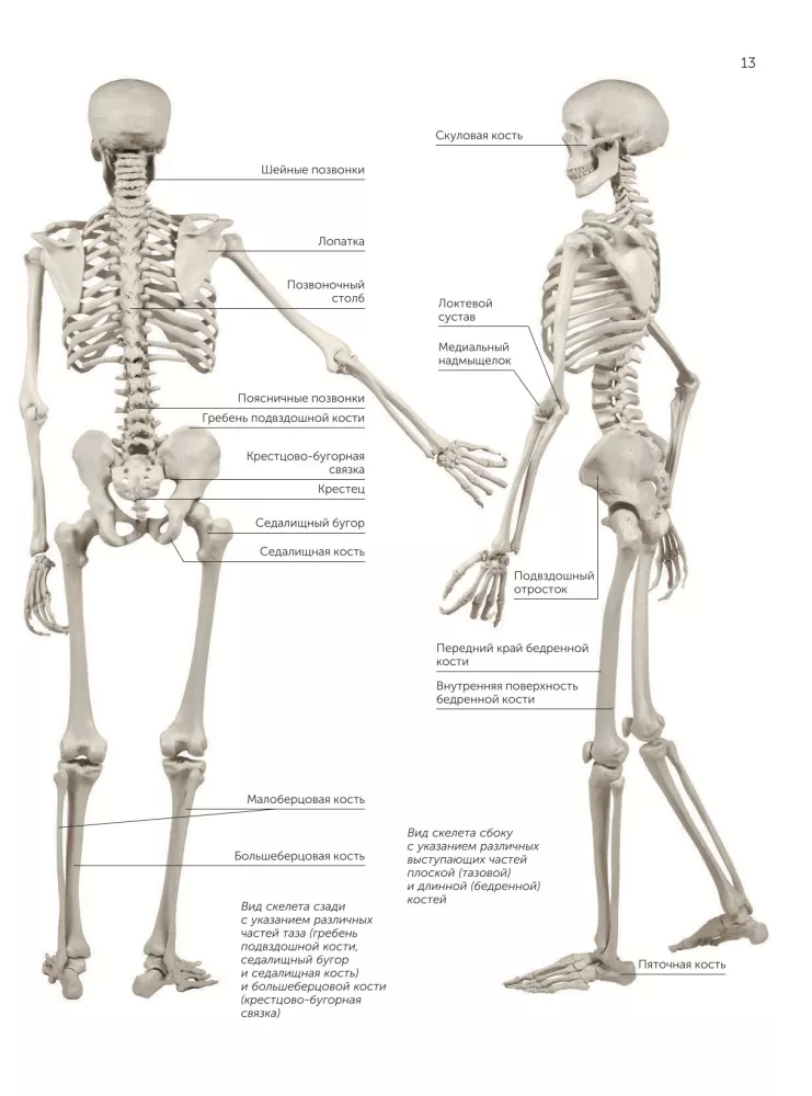 Anatomy for Artists — photo 15