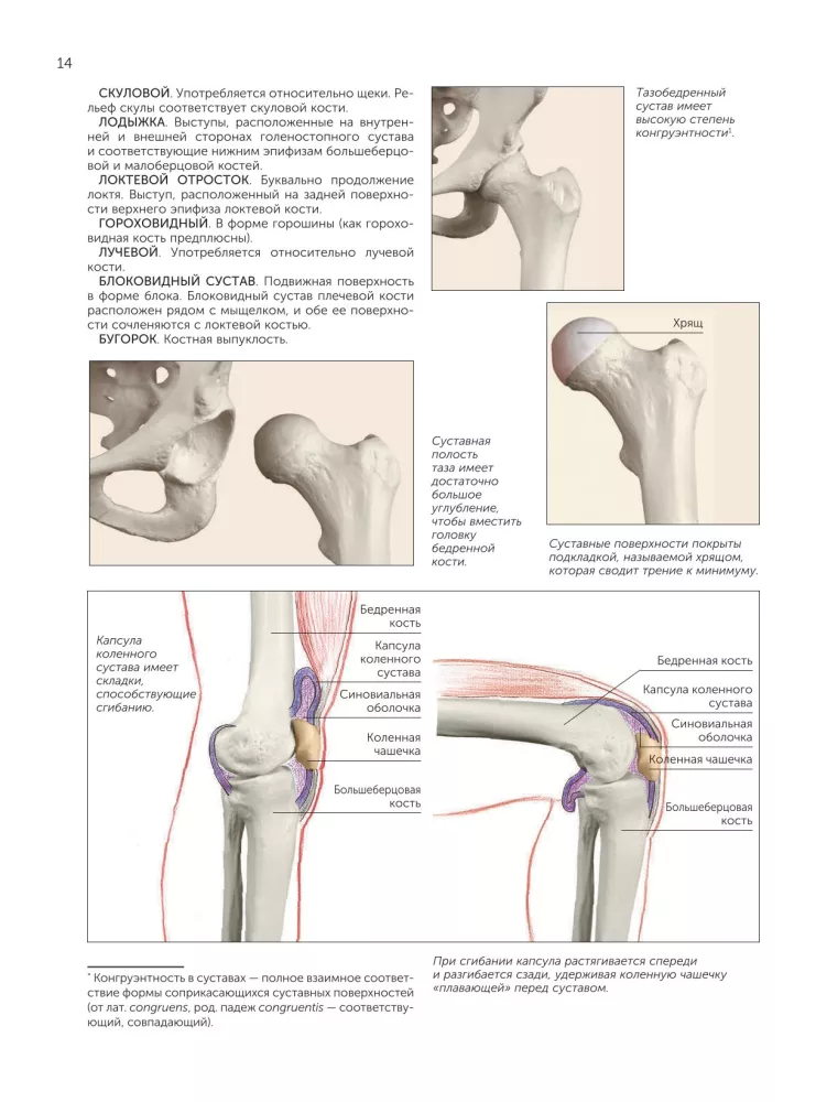 Anatomy for Artists — photo 16