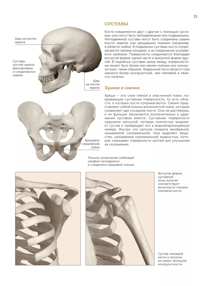 Anatomy for Artists — photo 17