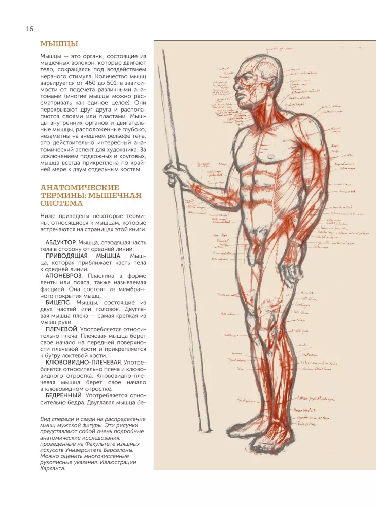 Anatomy for Artists — photo 18