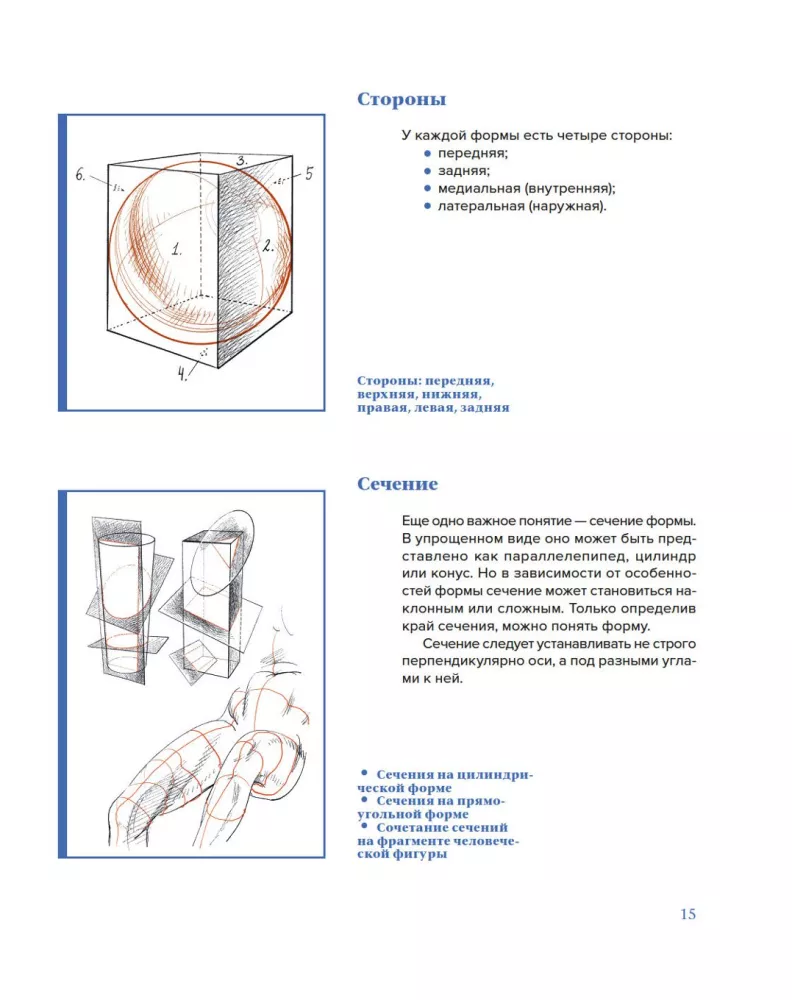 Plastic Anatomy. Practical Course — photo 11