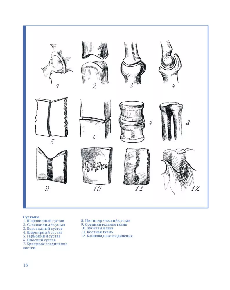 Plastic Anatomy. Practical Course — photo 14