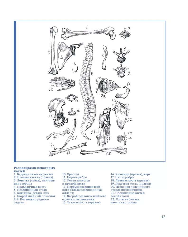 Plastic Anatomy. Practical Course — photo 13