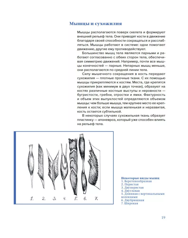Plastic Anatomy. Practical Course — photo 15