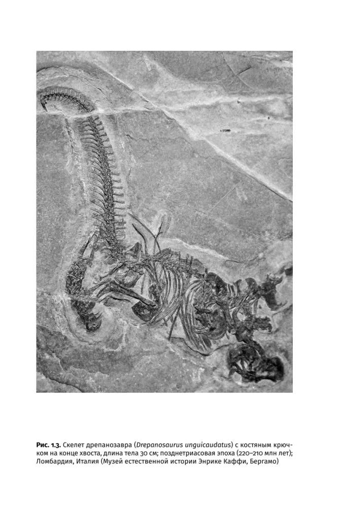 How Dinosaurs Took Flight: Quadcopters, Reverse Birds, and Their Descendants — photo 16