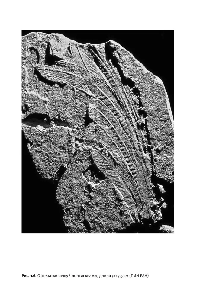 How Dinosaurs Took Flight: Quadcopters, Reverse Birds, and Their Descendants — photo 20