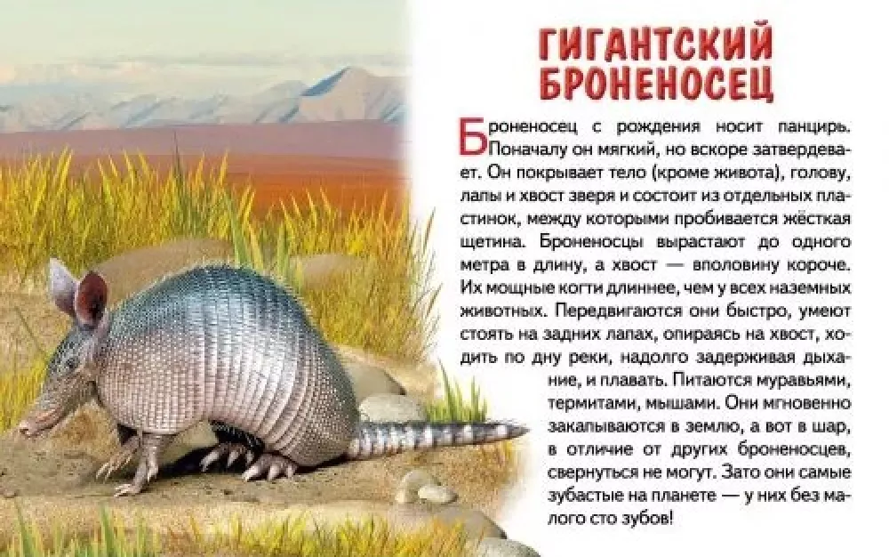 Educational Cards. Animals of South America — photo 2