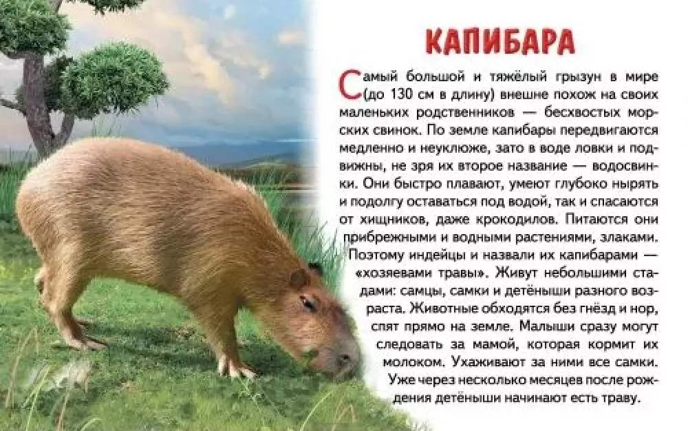 Educational Cards. Animals of South America — photo 3