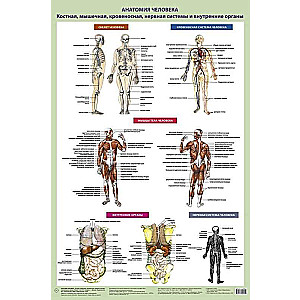 Human Anatomy. Skeletal, muscular, circulatory systems and internal organs: Poster