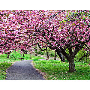 Numbered Painting 40x50 cm Sakura Blooming, 24 colors, level 4