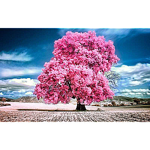 Paint by numbers 40x50 cm - Pink Maple