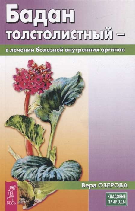 Badan biezlapu - iekšējo orgānu slimību ārstēšanā