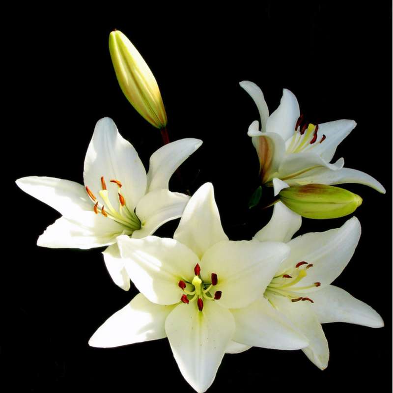 Diamond Mosaic - White Lilies, 30x30cm