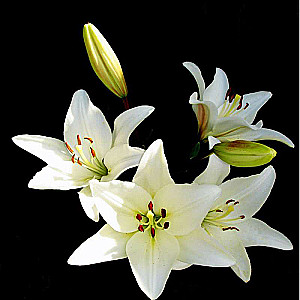 Diamond Mosaic - White Lilies, 30x30cm
