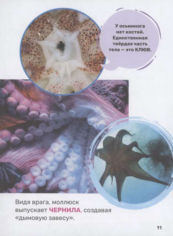 Podwodny świat. Pierwsza encyklopedia malucha