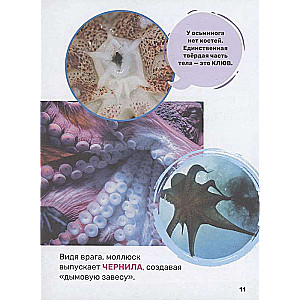 Podwodny świat. Pierwsza encyklopedia malucha