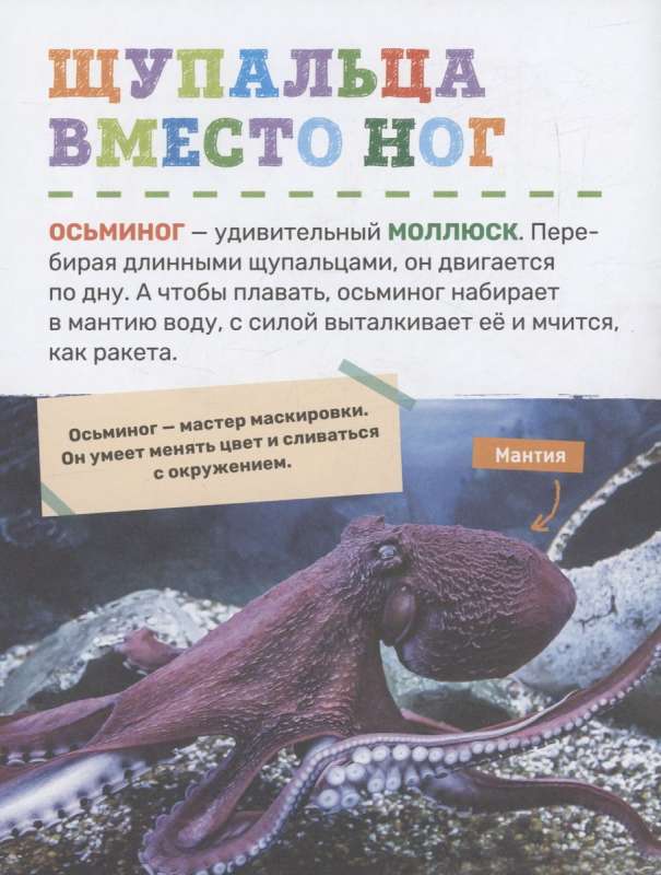 Podwodny świat. Pierwsza encyklopedia malucha