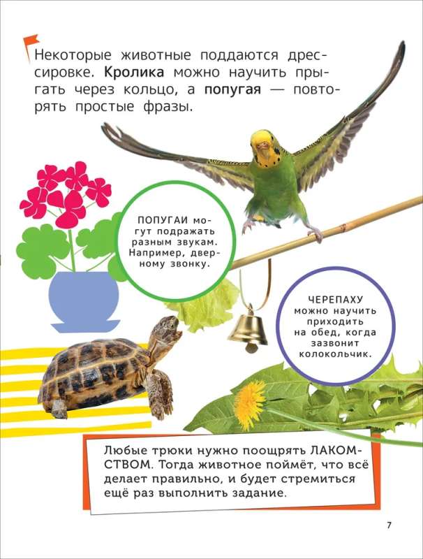 Zwierzęta domowe