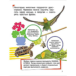 Zwierzęta domowe