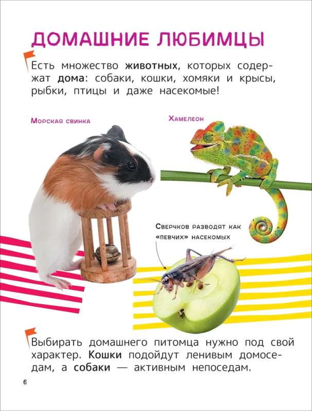Zwierzęta domowe