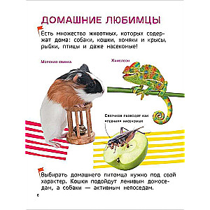 Zwierzęta domowe