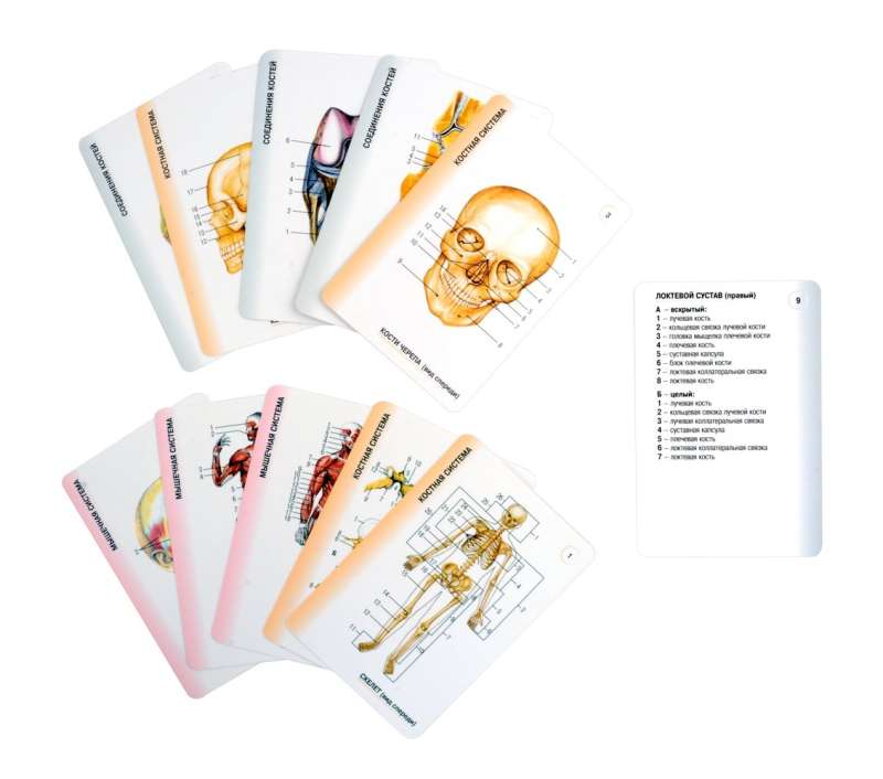 Human Anatomy. 80 Cards. All Systems