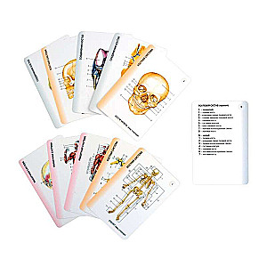 Human Anatomy. 80 Cards. All Systems