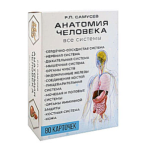 Human Anatomy. 80 Cards. All Systems
