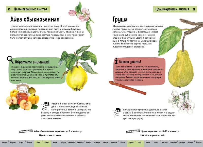 Rośliny. Krótki ilustrowany przewodnik