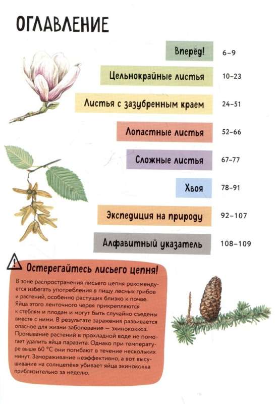 Rośliny. Krótki ilustrowany przewodnik