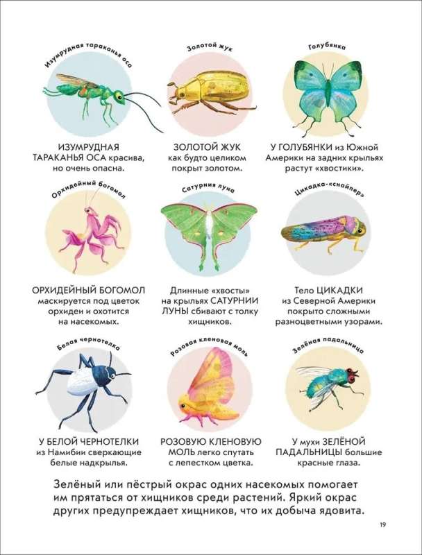 Dziecięca encyklopedia owadów