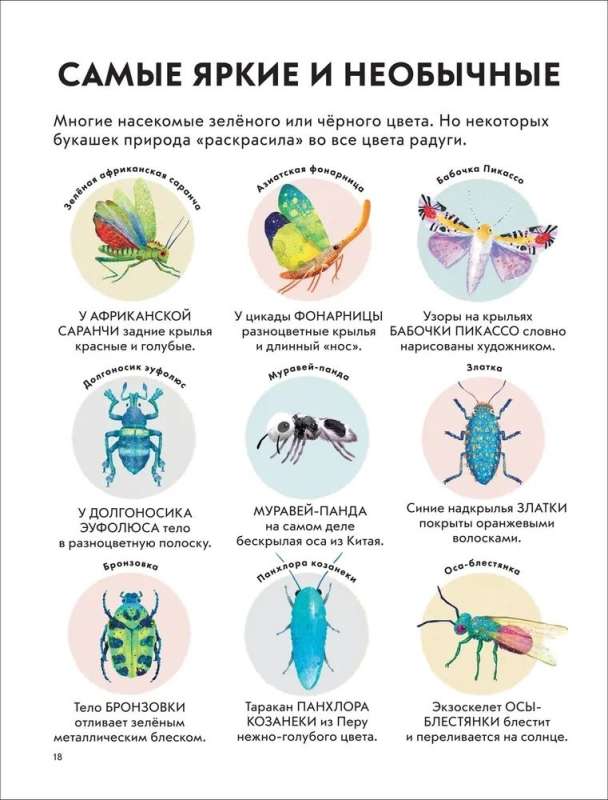 Dziecięca encyklopedia owadów