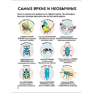 Dziecięca encyklopedia owadów