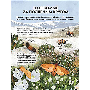 Dziecięca encyklopedia owadów