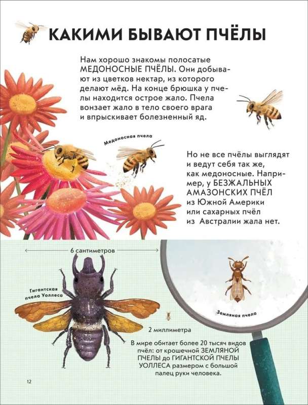 Dziecięca encyklopedia owadów