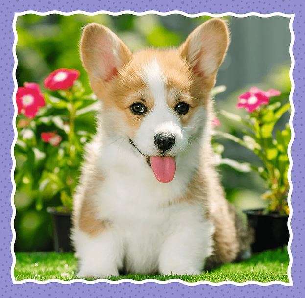 3in1 Trefl Puzzle: Lovely Dogs