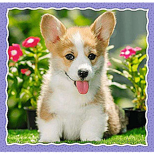 3in1 Trefl Puzzle: Lovely Dogs