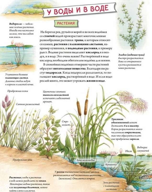 Zwierzęta i rośliny rzek, jezior i mórz. BIObook A. Tolmaczewa