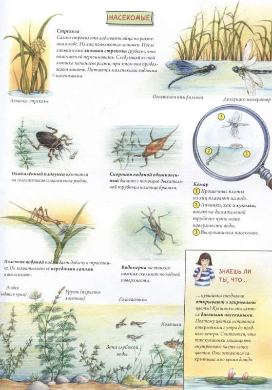 Zwierzęta i rośliny rzek, jezior i mórz. BIObook A. Tolmaczewa