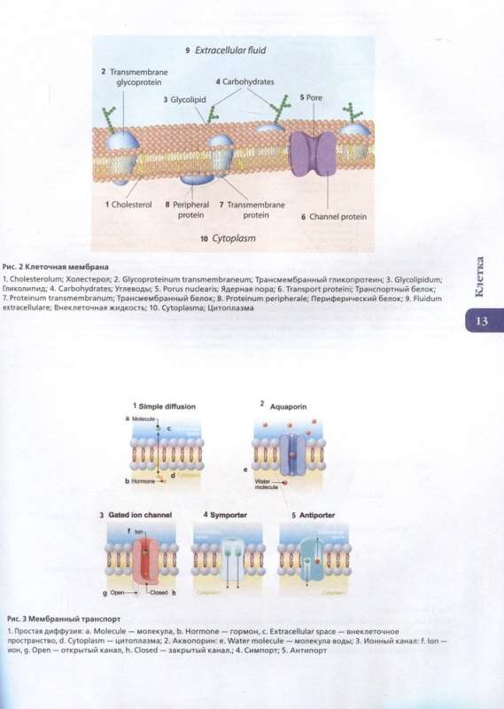 Atlas of Human Anatomy. Russian-Latin-English Edition