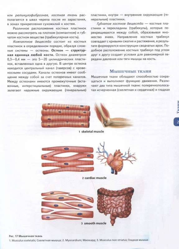 Atlas of Human Anatomy. Russian-Latin-English Edition