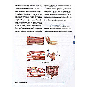 Atlas of Human Anatomy. Russian-Latin-English Edition