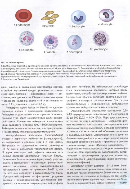 Atlas of Human Anatomy. Russian-Latin-English Edition