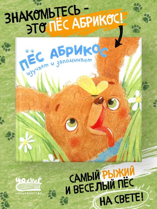 Pies Abrikos bada i zapamiętuje