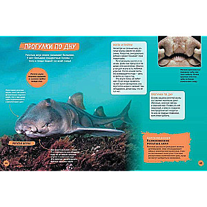 Rekiny. Ilustrowana encyklopedia