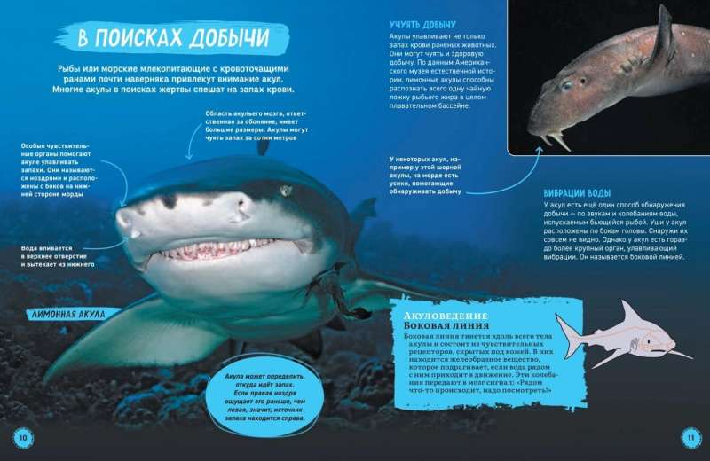 Rekiny. Ilustrowana encyklopedia