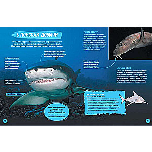 Rekiny. Ilustrowana encyklopedia