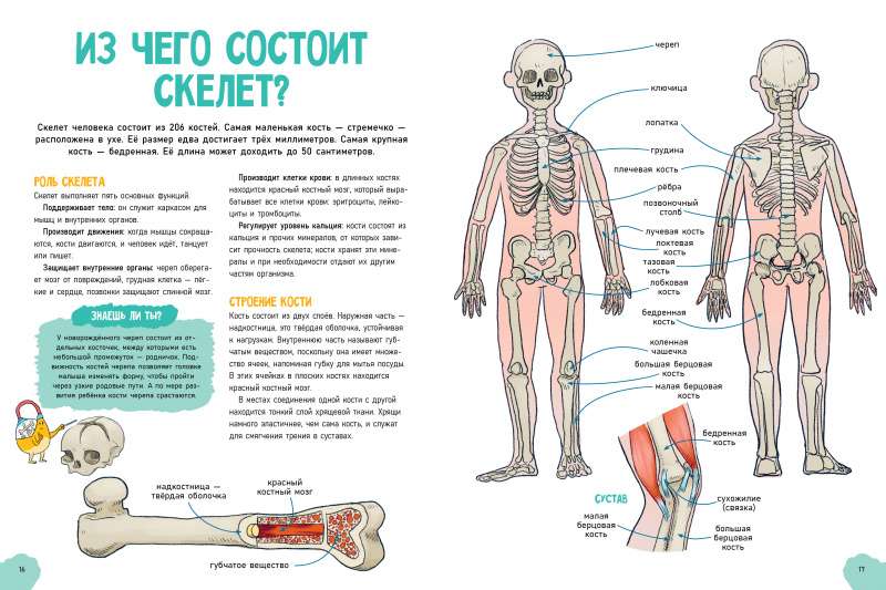 The Incredible Human Body